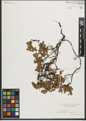 Foto von Salix herbacea L.